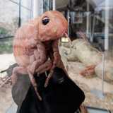 ...e nella bacheca accanto una pulce dal pelo sintetico. Entrambi sono animatronici, si possono cio� muovere attraverso l�utilizzo di componenti elettronici e robotici